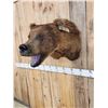 Image 4 : HUGE Vintage Alaskan Brown Bear Shoulder Mount Taxidermy