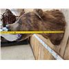 Image 7 : HUGE Vintage Alaskan Brown Bear Shoulder Mount Taxidermy