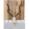 Image 2 : African Impala Skull Taxidermy