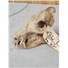 Image 3 : Javelina Skull Taxidermy