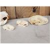 Image 2 : Snall Game Fur Bearers Skull Lot Taxidermy