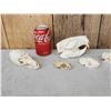 Image 3 : Snall Game Fur Bearers Skull Lot Taxidermy