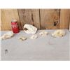 Image 4 : Snall Game Fur Bearers Skull Lot Taxidermy
