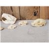Image 5 : Snall Game Fur Bearers Skull Lot Taxidermy