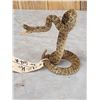 Image 3 : Diamondback Rattlesnake Full Body Taxidermy Mount