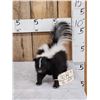 Image 1 : Skunk Full Body Taxidermy Mount