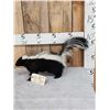 Image 2 : Skunk Full Body Taxidermy Mount