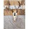 Image 4 : 3 Painted Whitetail Skulls Taxidermy