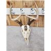 Image 6 : 3 Painted Whitetail Skulls Taxidermy