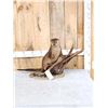 Image 1 : Otter Full Body Taxidermy Mount