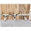Image 1 : 3 Painted Whitetail Skulls Taxidermy