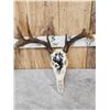Image 4 : 3 Painted Whitetail Skulls Taxidermy