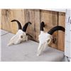 Image 2 : 2 Juvenile Jacob's Sheep Skulls Taxidermy