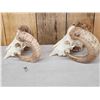 Image 2 : 2 Ram Sheep Skulls Taxidermy