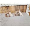 Image 3 : 2 Ram Sheep Skulls Taxidermy