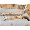 Image 3 : Soft Tanned Coyote & Fox Furs Taxidermy