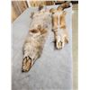 Image 4 : Soft Tanned Coyote & Fox Furs Taxidermy