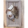Image 2 : Quail Harvest Mount Bird Taxidermy