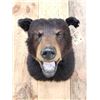 Image 2 : Bkack Bear Shoulder Mount Taxidermy