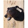Image 3 : Bkack Bear Shoulder Mount Taxidermy