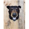 Image 5 : Bkack Bear Shoulder Mount Taxidermy