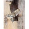Image 2 : Male & Female Grouse Bird Taxidermy
