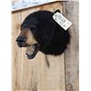 Image 3 : Black Bear Head Mount Taxidermy