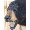Image 4 : Black Bear Head Mount Taxidermy