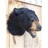 Image 5 : Black Bear Head Mount Taxidermy