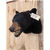 Image 3 : Black Bear Head Mount Taxidermy
