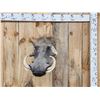 Image 1 : African Warthog Shoulder Mount Taxidermy
