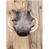 Image 2 : African Warthog Shoulder Mount Taxidermy