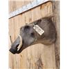 Image 3 : African Warthog Shoulder Mount Taxidermy