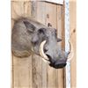 Image 4 : African Warthog Shoulder Mount Taxidermy