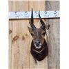 Image 2 : African Bush Buck Shoulder Mount Taxidermy
