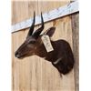 Image 3 : African Bush Buck Shoulder Mount Taxidermy