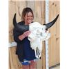 Image 2 : Scrimshawed American Bison Buffalo Skull Taxidermy
