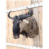 Image 2 : African Blue Wildebeest Shoulder Mount Taxidermy