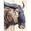 Image 5 : African Blue Wildebeest Shoulder Mount Taxidermy