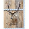 Image 1 : New Zealand Red Stag Shoulder Mount Taxidermy