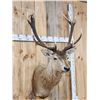 Image 4 : New Zealand Red Stag Shoulder Mount Taxidermy