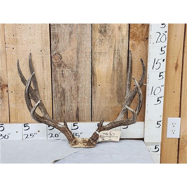 5x5 Mule Deer Antlers On Skull Plate
