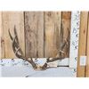 Image 1 : 5x5 Mule Deer Antlers On Skull Plate
