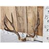 Image 2 : 5x5 Mule Deer Antlers On Skull Plate