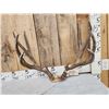 Image 4 : 5x5 Mule Deer Antlers On Skull Plate