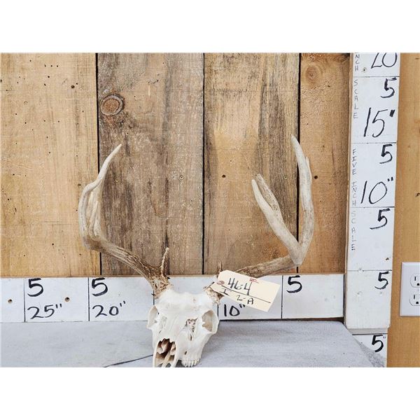 5x5 Whitetail Antlers On Skull