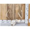 Image 1 : 5x5 Whitetail Antlers On Skull