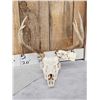 Image 3 : 5x5 Whitetail Antlers On Skull