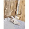 Image 4 : 5x5 Whitetail Antlers On Skull