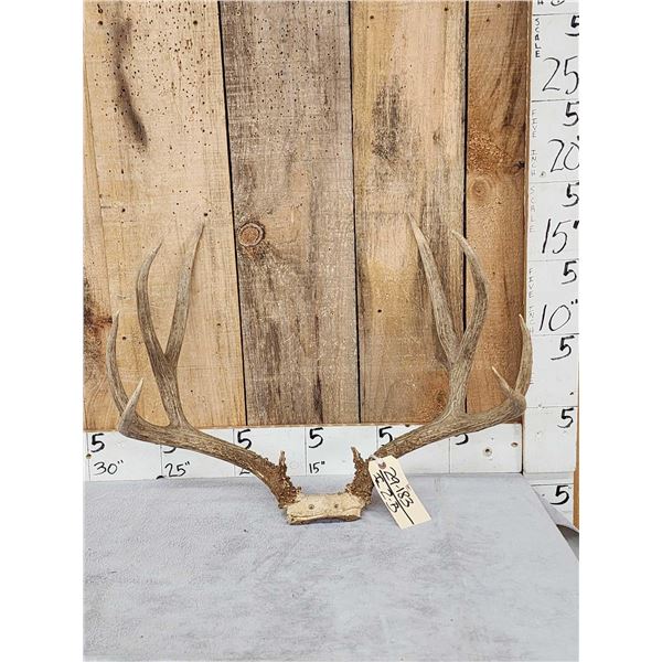 4x4 Mule Deer Antlers On Skull Plate